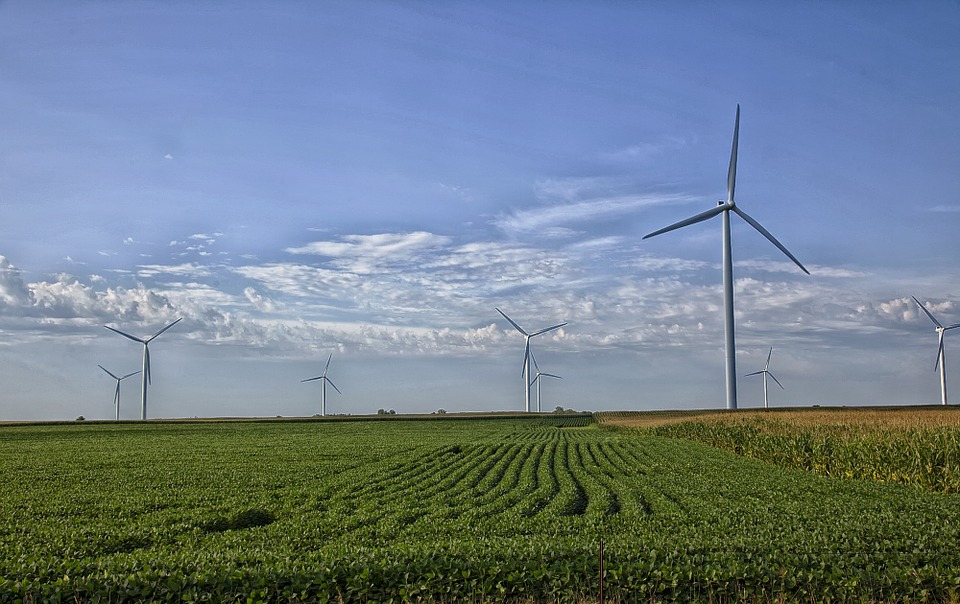 A photo of wind turbines over a corn field.
