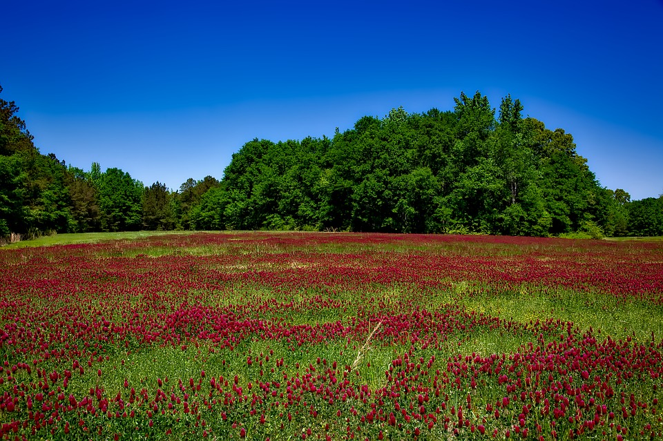 A green field with red flowers and trees in the background.