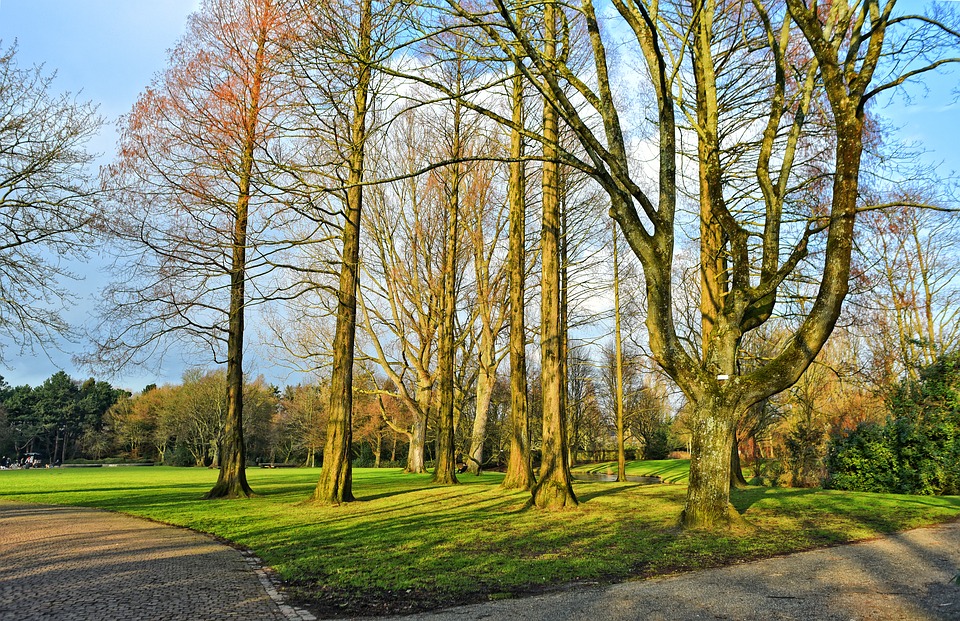 Trees in an area of green grass.